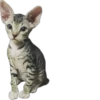 cats 14
