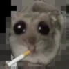 Sad hamster 24