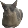 cats 15