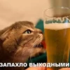 Саймон говорит 23