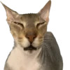 cats 16