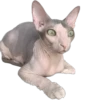 cats 17
