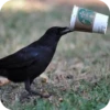STARBUCKS"