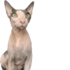 cats 18