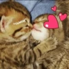 Kitten~ — 5