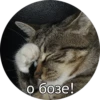 Kitten~ — 6