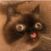 Kitten~ — 8