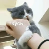 Kitten~ — 9