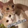 Kitten~ — 10