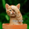 Kitten~ — 11