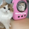 Kitten~ — 12