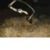 Schizopack 12