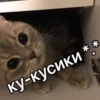 Kitten~ — 15