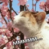 Kitten~ — 16