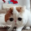 Kitten~ — 19