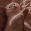 Kitten~ — 21