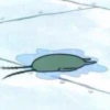 !! PLANKTON !! 23