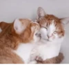 Kitten~ — 22