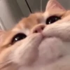 Kitten~ — 25