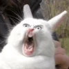 Kitten~ — 27