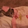 Kitten~ — 29