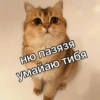 Kitten~ — 30
