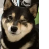 Derpy Animals — 6