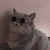 Derpy Animals — 7