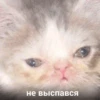 Meow — 6