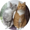 Meow — 7