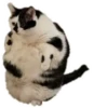 Round Animals by 5