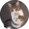 Meow — 8