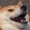 Derpy Animals — 11