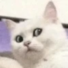 Derpy Animals — 14