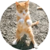 Meow — 12