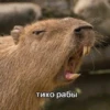 Больше стикеров: 13