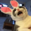 Derpy Animals — 15
