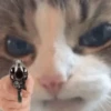 Meow — 13