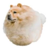Round Animals by 12