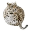 Round Animals by 15