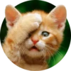 Meow — 15