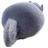 Round Animals by 16