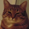 Derpy Animals — 16