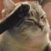 Meow — 17