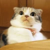 Derpy Animals — 17