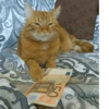 Meow — 18
