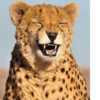 Derpy Animals — 19