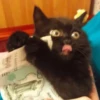 Derpy Animals — 21