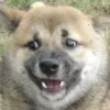 Derpy Animals — 23