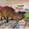Больше стикеров: 20